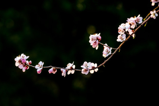 桃花