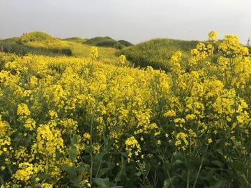 油菜花 