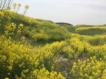 油菜花 