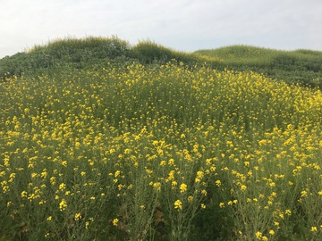 油菜花 