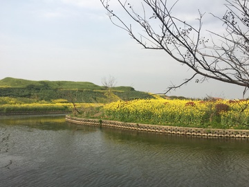 油菜花岛 