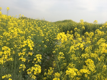 油菜花 