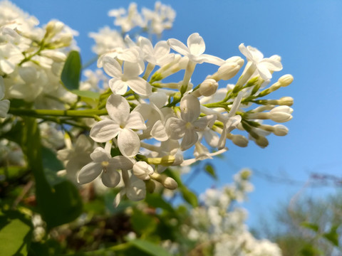 丁香花  白色丁香花