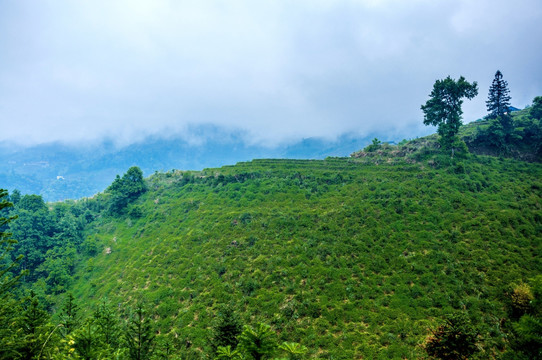 雾色山景