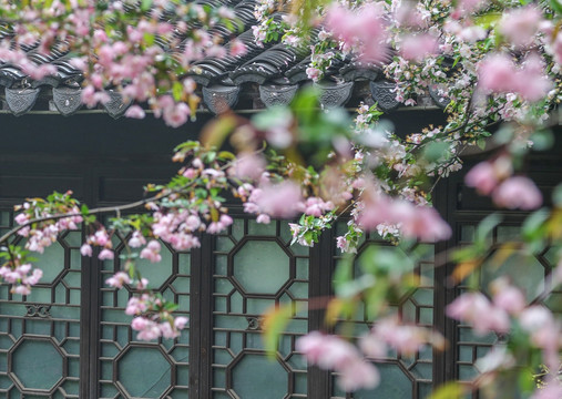 南京莫愁湖海棠花