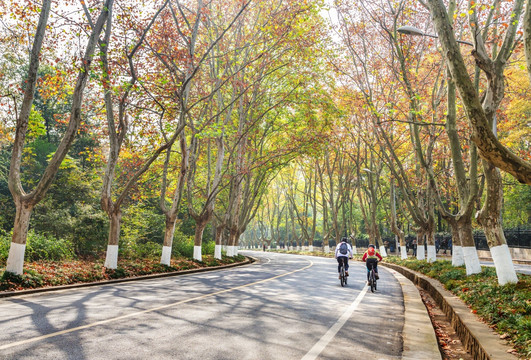 南京中山陵梧桐大道