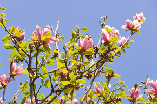 玉兰花花枝美