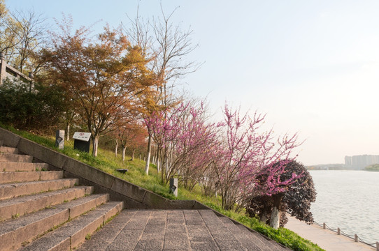 楼梯边的绿化风景