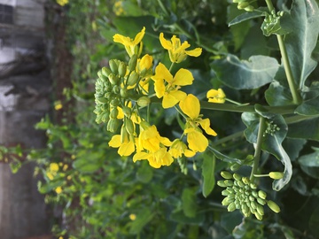 油菜花 