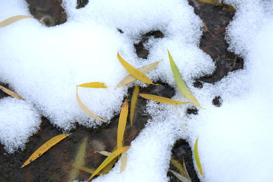 雪地落叶