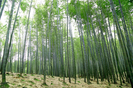 竹山 竹林