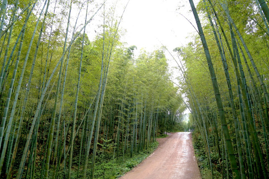 竹林 小路