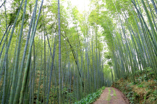 竹林 小路