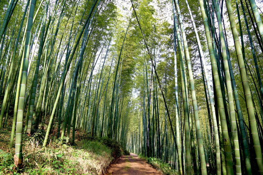 竹海 竹林 小路