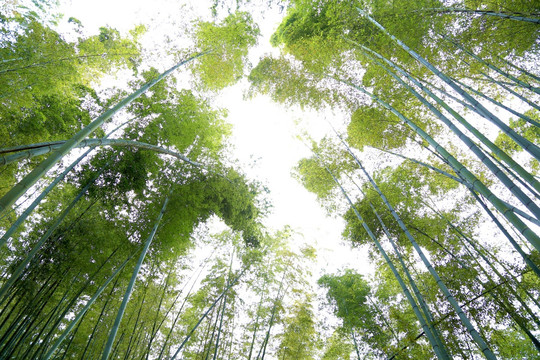 竹林 天空