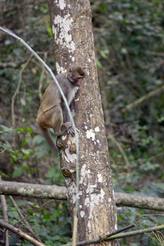热带雨林 野生猕猴