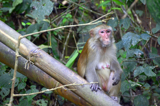 西双版纳原始森林猕猴 母猴
