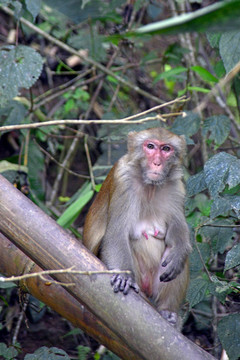 西双版纳原始森林猕猴 母猴
