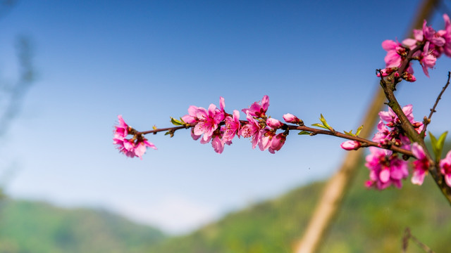 桃花