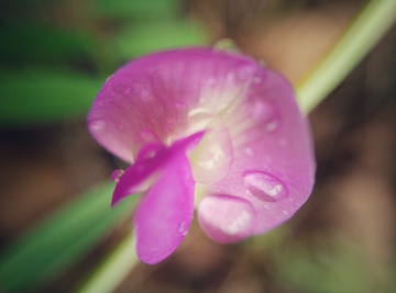 野花