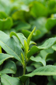 茶叶 茶芽 绿芽 嫩芽 叶 芽