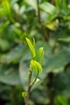 茶叶 茶芽 绿芽 嫩芽