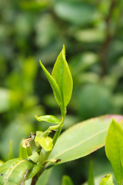 茶叶 茶芽 绿芽 嫩芽