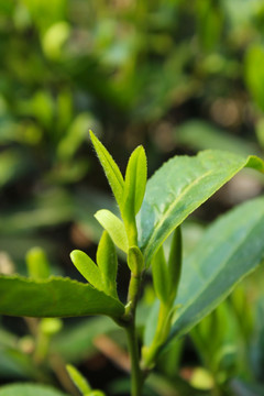 茶叶 茶芽 绿芽 嫩芽