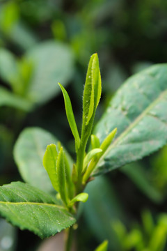 茶叶 茶芽 绿芽 嫩芽