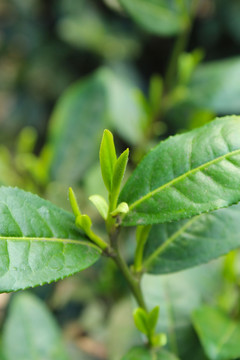 茶叶 茶芽 绿芽 嫩芽