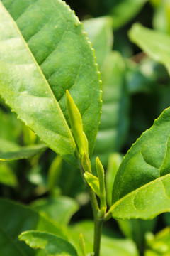 茶叶 茶芽 绿芽 嫩芽