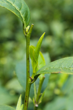 茶叶 茶芽 绿芽 嫩芽