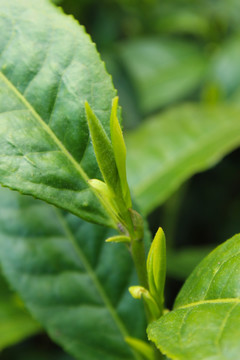 茶叶 茶芽 绿芽 嫩芽