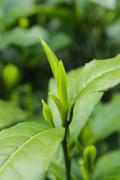 茶叶 茶芽 绿芽 嫩芽