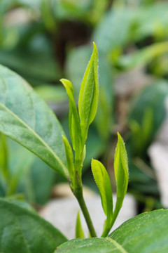 茶叶 茶芽 绿芽 嫩芽