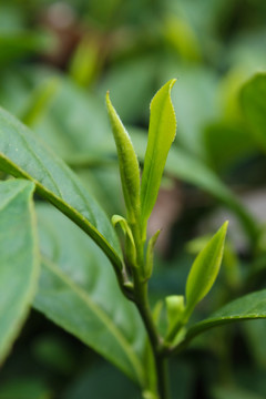 茶叶 茶芽 绿芽 嫩芽