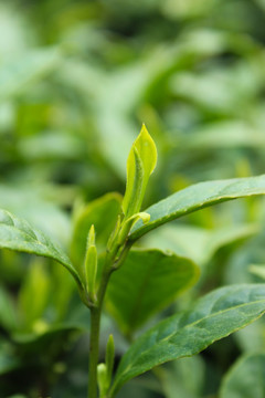 茶叶 茶芽 绿芽 嫩芽