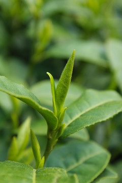 茶叶 茶芽 绿芽 嫩芽