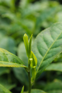 茶叶 茶芽 绿芽 嫩芽