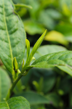 茶叶 茶芽 绿芽 嫩芽