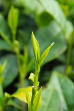 茶叶 茶芽 绿芽 嫩芽