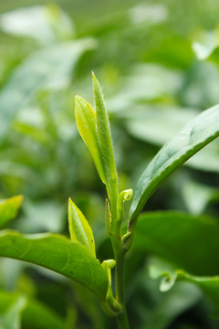 茶叶 茶芽 绿芽 嫩芽