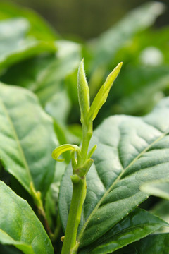 茶叶 茶芽 绿芽 嫩芽