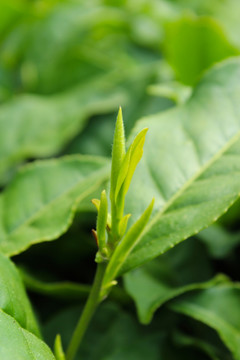 茶叶 茶芽 绿芽 嫩芽