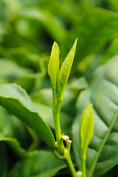 茶叶 茶芽 绿芽 嫩芽