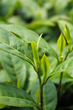 茶叶 茶芽 绿芽 嫩芽