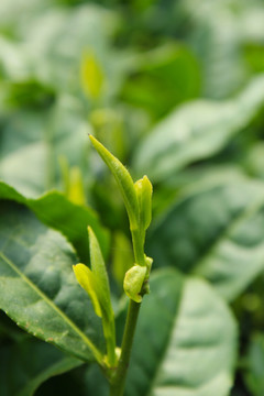 茶叶 茶芽 绿芽 嫩芽