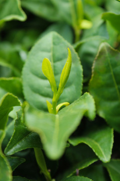 茶叶 茶芽 绿芽 嫩芽