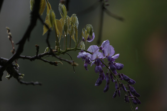 紫藤花