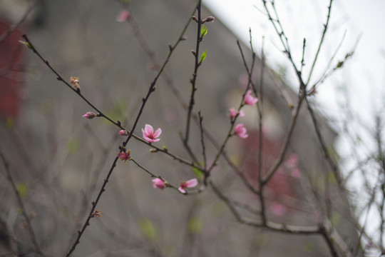 桃花